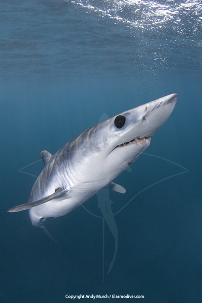 An open water encounter with an aggressive shortfin mako shark